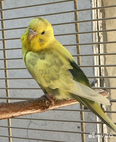 Волнистый попугай