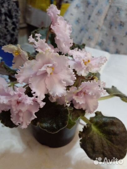 Сортовые фиалки цветущие