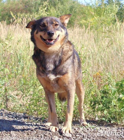 Собака Мэрри