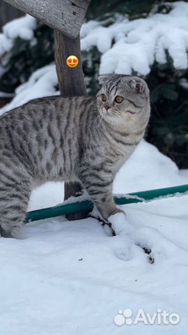 Шотландский кот вязка
