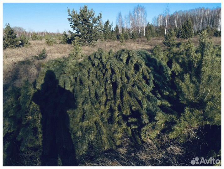 Сосна Рождественская