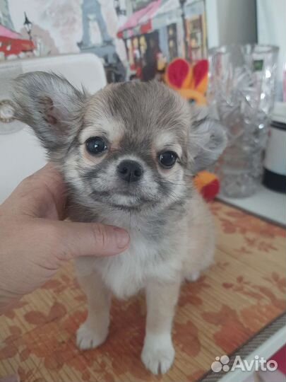 Девочка чихуахуа