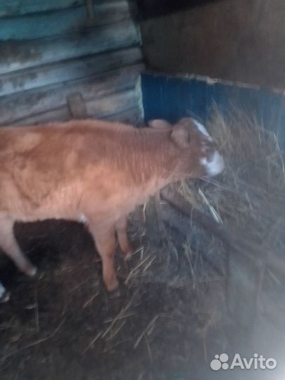 Продам тёлочку