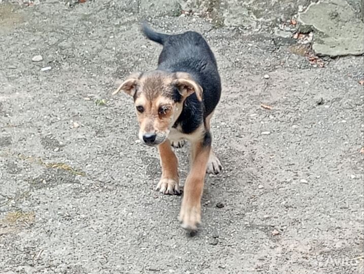 Щенки дворняги в дар