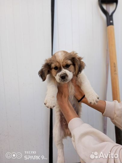 Щенок мальчик мелкий