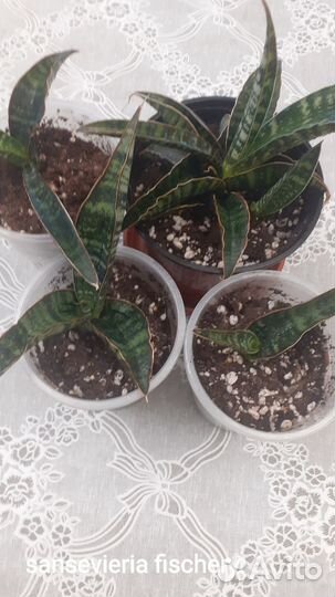 Сансевиерии
