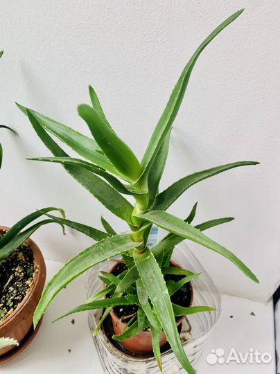 Алоэ лечебный 3 года 30см