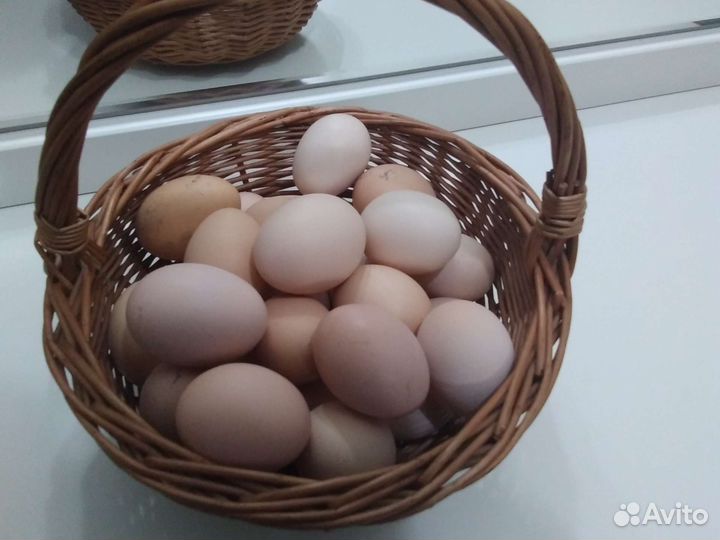 Домашние куриные яйца