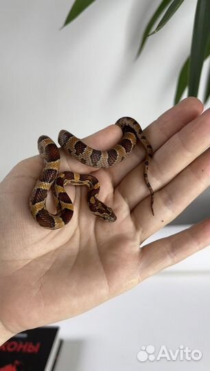 Маисовый полоз Okeetee