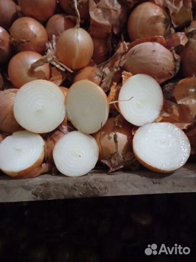 Оптом Лук репчатый