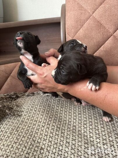 Щенки амстаффа