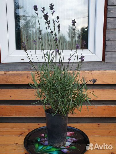 Лаванда саженцы зимостойкая