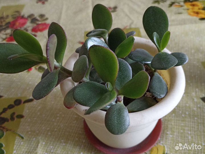 Толстянка, денежное дерево