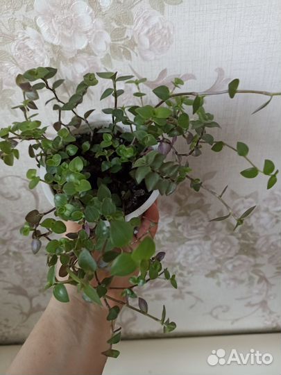 Каллизия, комнатный цветок