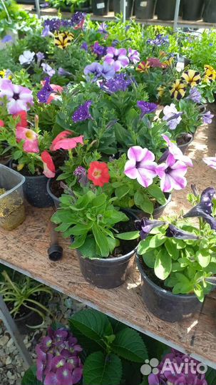 Рассада цветов (черенки петуния, калибрахоа и др.)