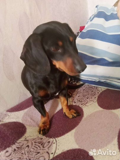 Вязка такса