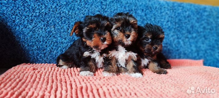 Щенки йорка