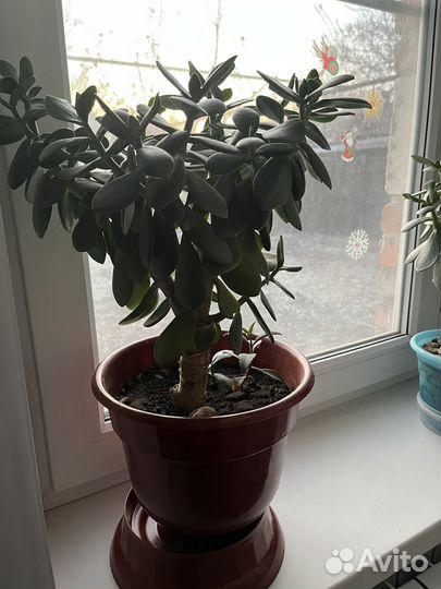 Цветок толстянка