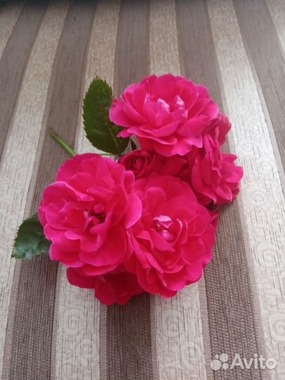 Саженцы роз кустовых