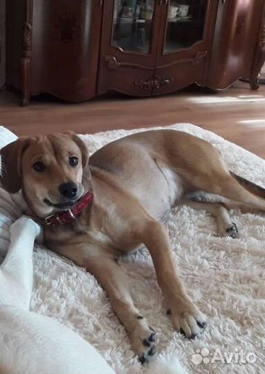 Отдам в добрые руки