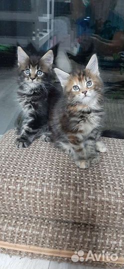 Котята мейн-кун