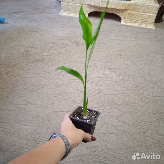 Спатифиллум себастьяно