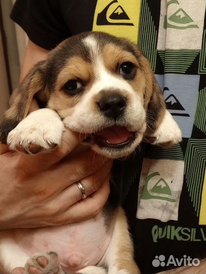 Щенки Бигль