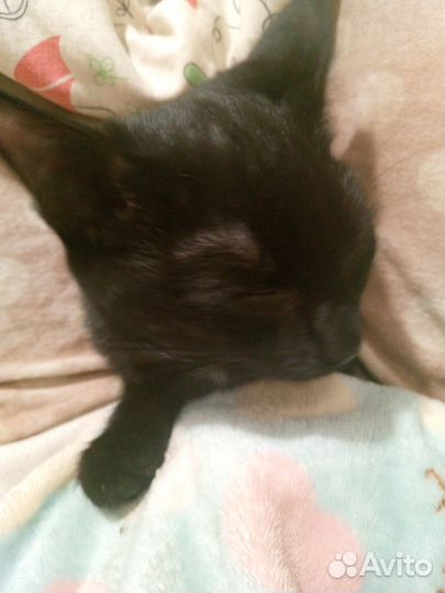 Кошка в добрые руки