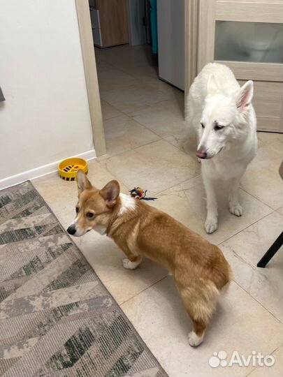 Догситтер/Няня для собак с любовью