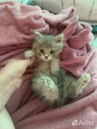 Котята в дар