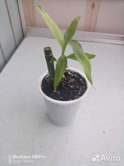 Бамбук Лаки (спираль)