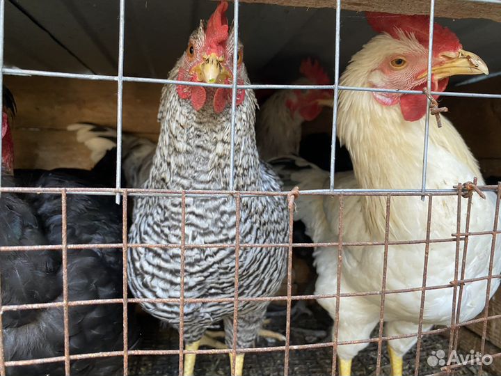 Куры петухи