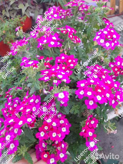 Вербена вегетативная ампельная