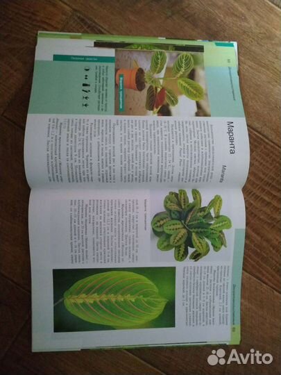 Энциклопедия комнатных растений