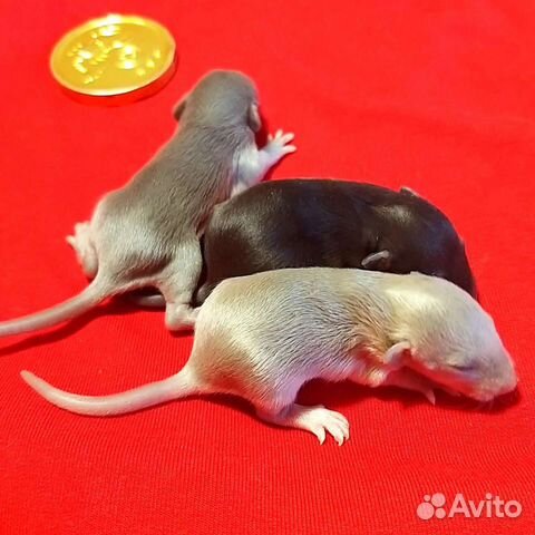 Крысята Лонг от ratlove13.85