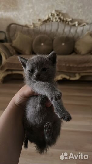 Шотландские вислоухие котята черные