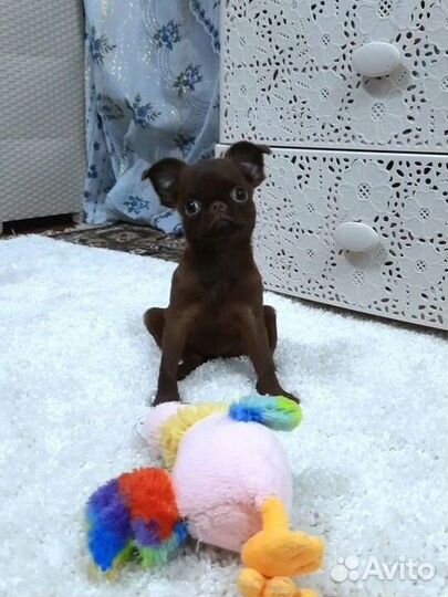 Пти брабансон девочка