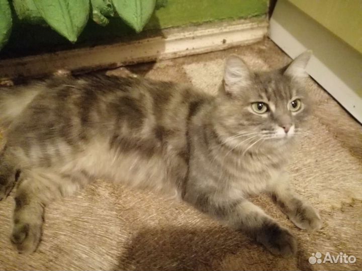 Кошки в добрые руки бесплатно