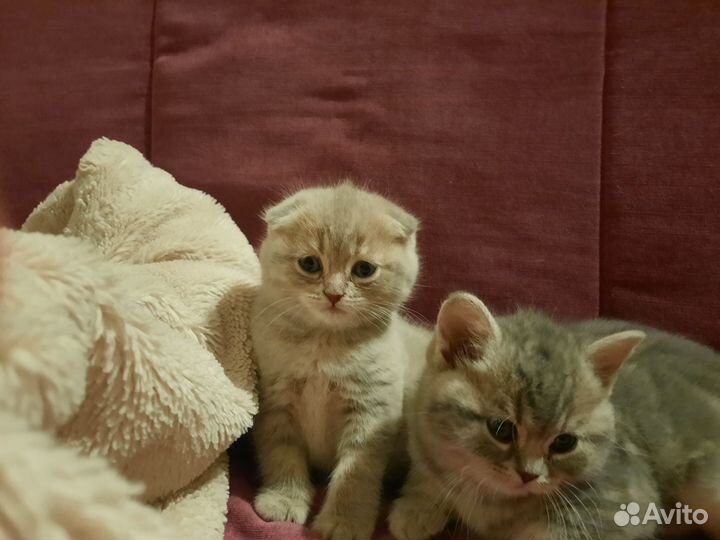 Шотландская