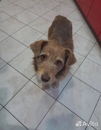 Собака в добрые руки