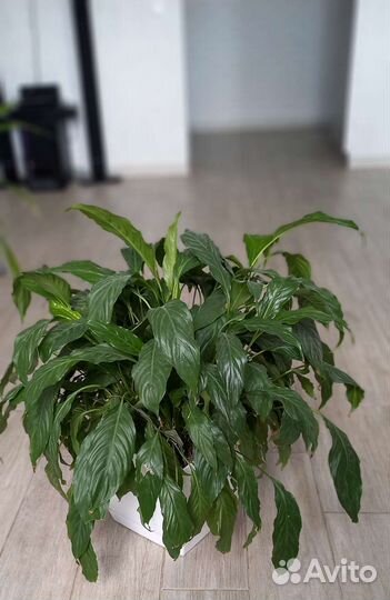 Спацифиллум (Женское счастье)