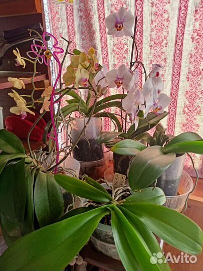 Орхидея
