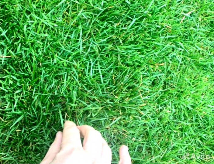 Рулонный газон