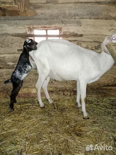 Козы,козочки,козлы