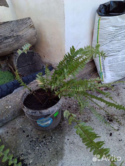 Папоротник