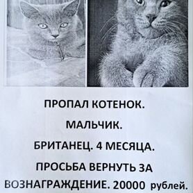 Потерялся котёнок