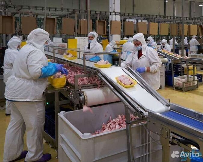 Упаковщик/Птицефабрика/Саратовская обл