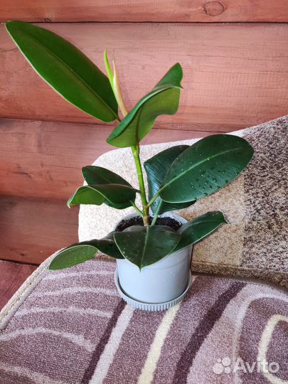 Фикус эластика