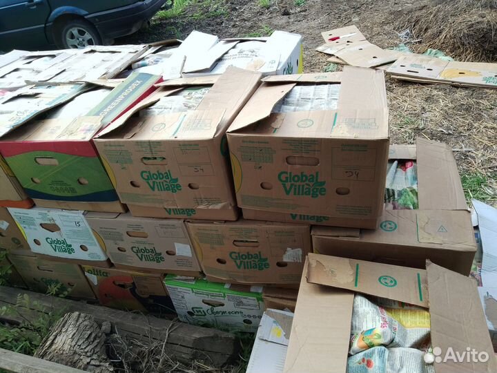 Капуста молодая