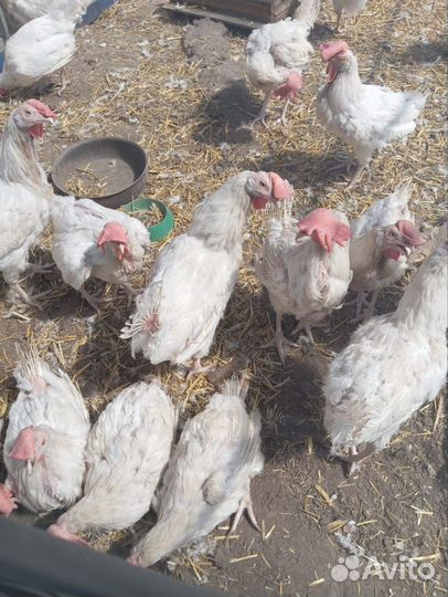 Куры несушки годовалые